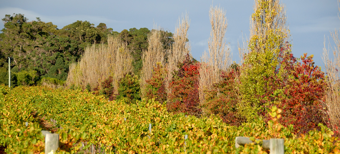 Thompson estate vineyard